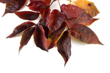 sonbahar yaprakları beyaz arkaplanda izole