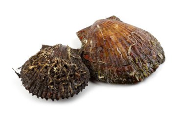 Beyaz arkaplanda deniz tarakları