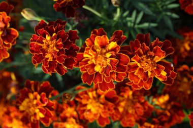 İnanılmaz çiçeklere yakın.