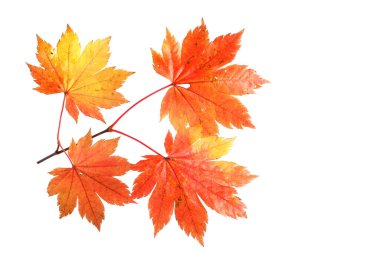 Parlak sonbahar yapraklarını kapatın.