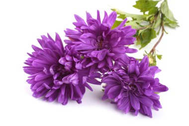 Beyaz üzerine izole edilmiş mor astörler.