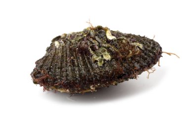 Deniz tarağı beyazda izole edildi