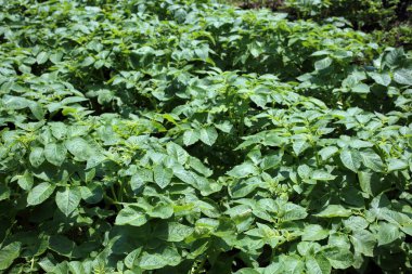 Patates yetiştiriyorum. Sahada patates hasadı