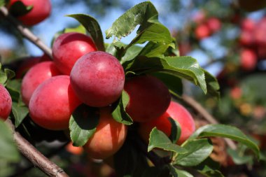 Olgun taze erikler. görünümü kapat