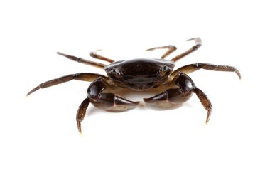 Büyük pençeli küçük yengeç