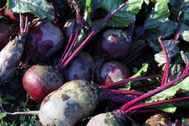 Taze pancar ve yeşil filizler.