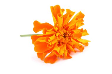 Marigold çiçeği beyaz arkaplanda izole edilmiş.