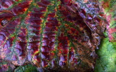 Düşen sonbahar yapraklarını kapatın.