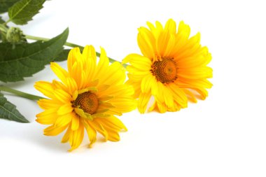 İnanılmaz çiçeklere yakın.