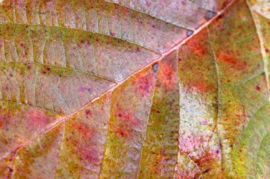 Parlak sonbahar yapraklarını kapatın.