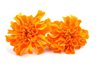 beyaz arkaplanda izole edilmiş kadife çiçekleri