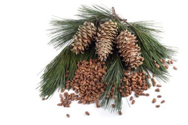 Çam fıstığı. Hassasiyet