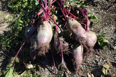 Taze pancar ve yeşil filizler.