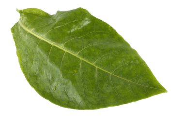 Tütün yaprağı beyaza izole edilmiş