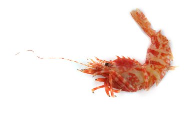 Karides beyaz üzerinde izole (kuzey Bering karidesi))