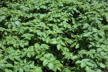 Patates yetiştiriyorum. Sahada patates hasadı