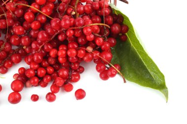 Schisandra Chinensis beyazı izole etti