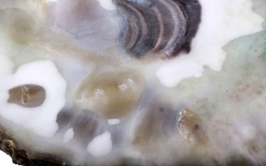 İstiridye kabuğu. Makro arkaplan