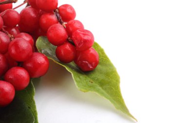 Schisandra Chinensis beyazı izole etti