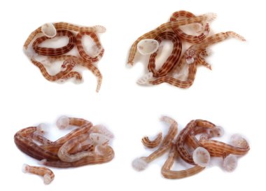 Sülük beyazı izole etti. Bu sülük balık kanı içiyor.