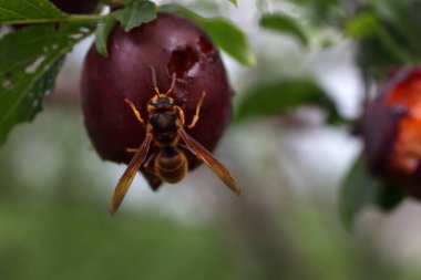 Olgun taze erik. görünümü kapat