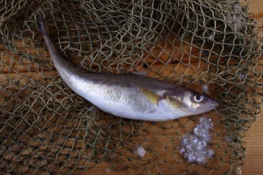 İnternette safran kodları