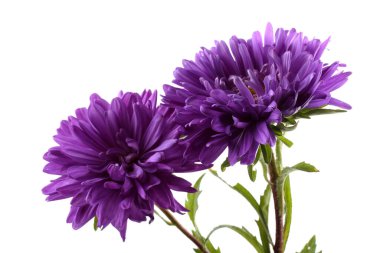 İnanılmaz çiçeklere yakın.