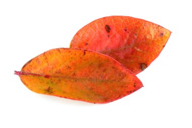 Beyaz arkaplanda yaban mersininin sonbahar yaprakları