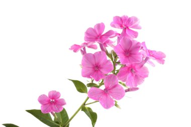 Phlox beyaz üzerine izole