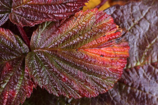 Macro Shot Autumn Leaves — Stock Photo, Image