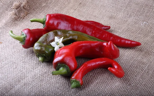 Hot Peppers Bagging — Stock Photo, Image