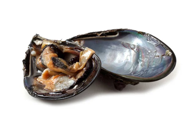 Mejillones Aislados Blanco — Foto de Stock