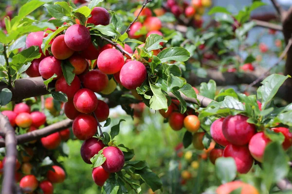 Reife Frische Pflaumen Nahsicht — Stockfoto