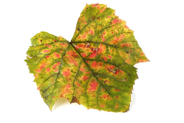 Jesienny Liść Winogron Białym Tle — Zdjęcie stockowe