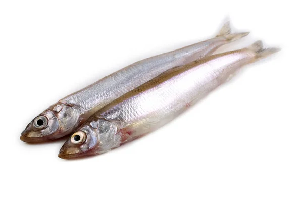 Asian Smelt Fish Isolated White — Stock Photo, Image