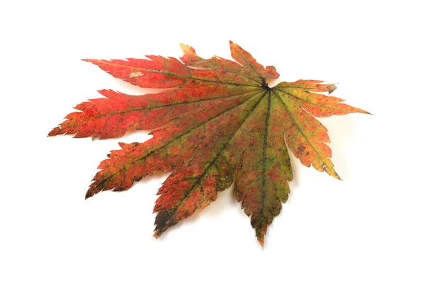 Hojas Otoño Aisladas Sobre Fondo Blanco — Foto de Stock