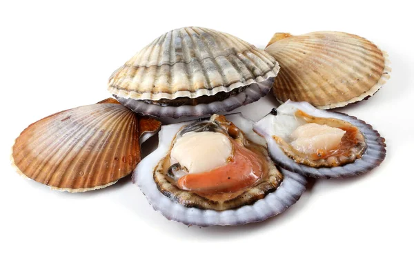 Opened Closed Scallops — Stock Photo, Image