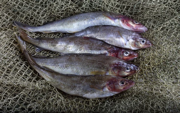 Fresh Saffron Cod Net — Stock Photo, Image