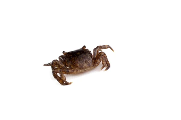 Kleine Krab Geïsoleerd Wit — Stockfoto