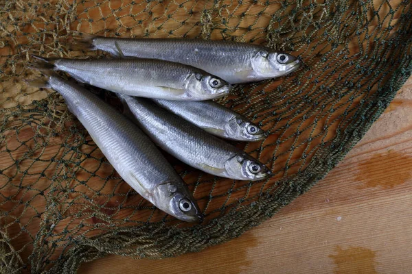 Smelt Fishes Net Pacific Smelt Fish Variety — Stock Photo, Image