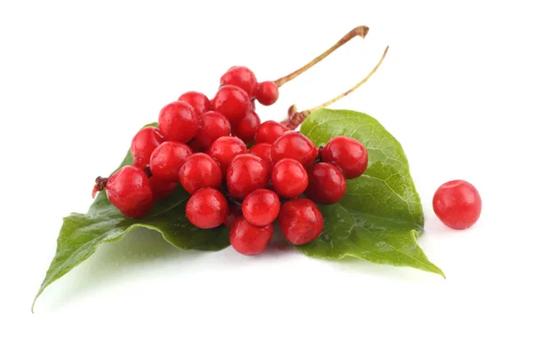 Schisandra Chinensis beyazı izole etti