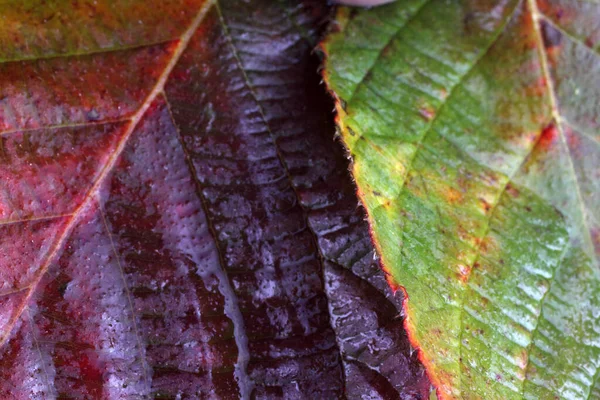 Primo Piano Foglie Autunnali Lucenti — Foto Stock