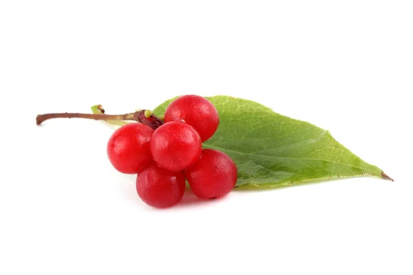 Schisandra Chinensis Isolé Sur Blanc — Photo