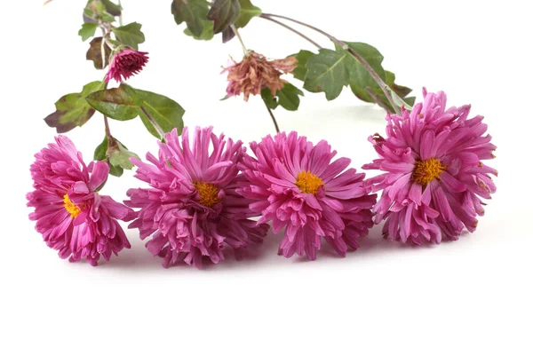 Close Amazing Blooming Flowers — Stock Photo, Image