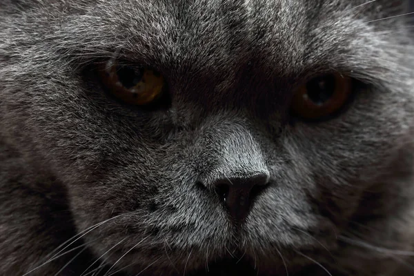 Schöne Britische Katze Porträt — Stockfoto