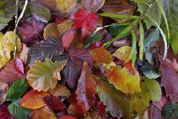 Gros Plan Des Feuilles Automne Contexte Texturé — Photo