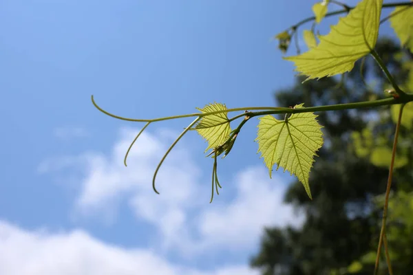 Close Fresh Autumn Leaves — Stock Photo, Image