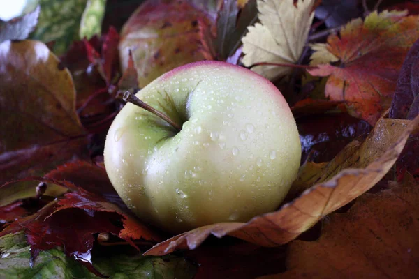 Manzanas Hojas Otoño — Foto de Stock