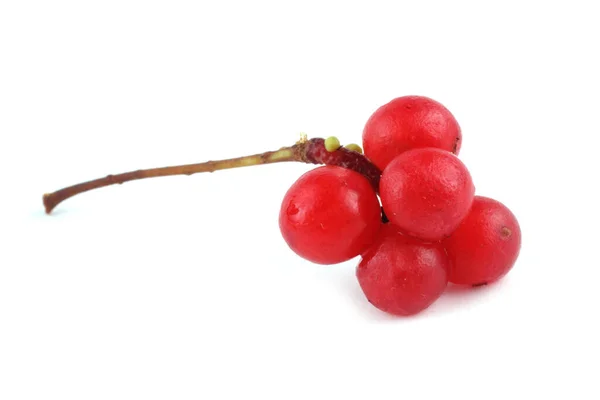 Schisandra Chinensis Isolated White — Stock Photo, Image