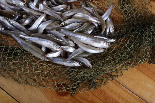 Gerookte Vis Het Net Pacifische Smelt — Stockfoto